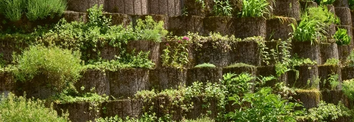 Grüne bewachsene Trockenmauer